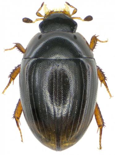 Cercyon nigriceps